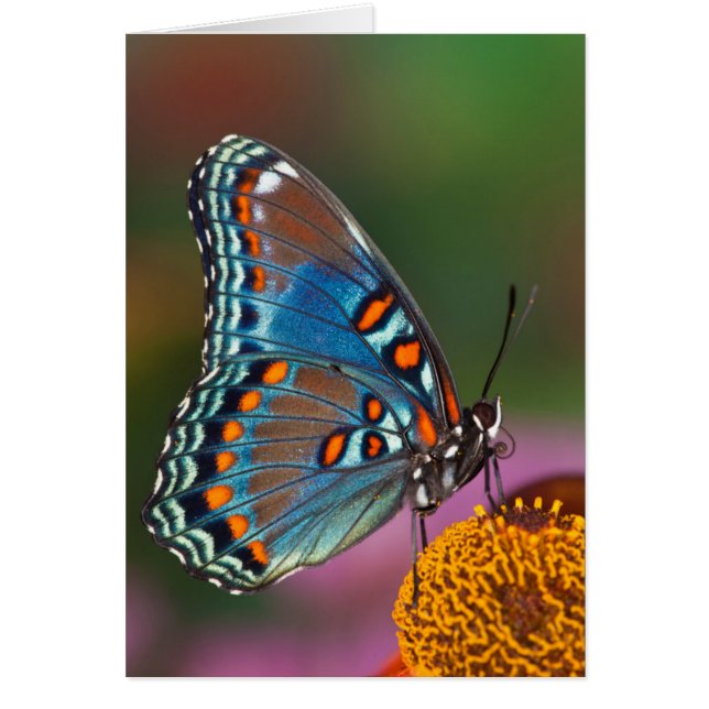 Profil de papillon sur une fleur (Devant)