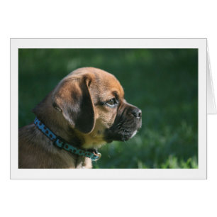 profil de puggle