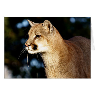 Profil de puma
