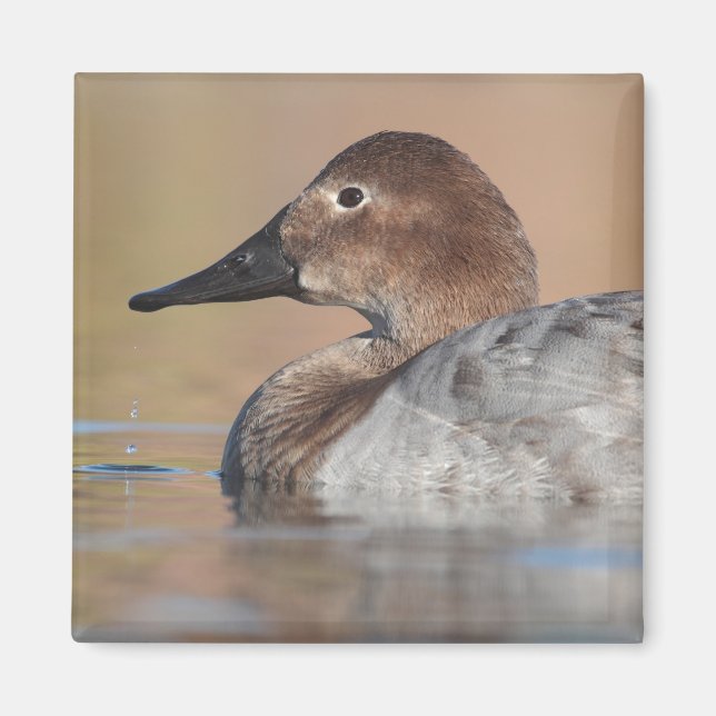 Profil der weiblichen Canvasback-Ente Magnet (Vorne)
