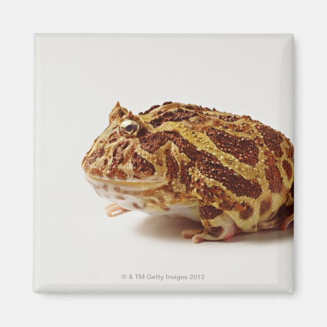 Profil des argentinischen Horned Frogs Magnet (Vorne)