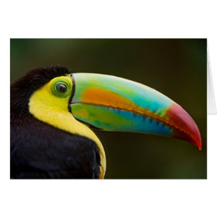 Profil d'un toucan Quille-affiché