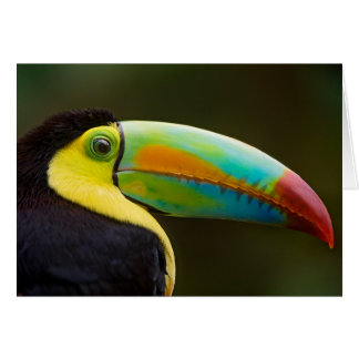 Profil d'un toucan Quille-affiché