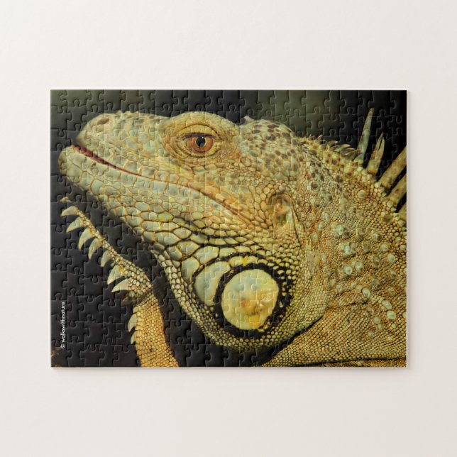 Profil einer grünen Iguana (Horizontal)