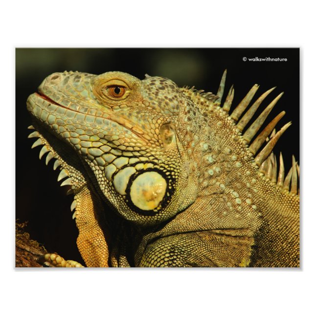 Profil einer grünen Iguana Fotodruck (Vorne)