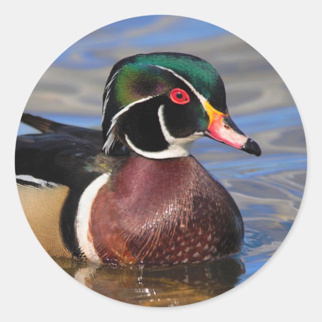 Profil einer handlichen Holzente am Wasser Runder Aufkleber (Vorderseite)