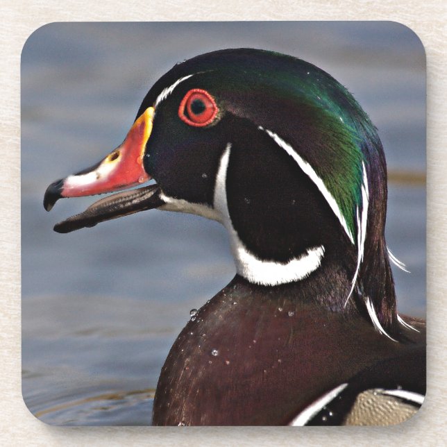 Profil einer Holzente Untersetzer (Vorderseite)