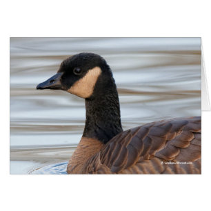 Profil einer Klingelgans