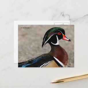 Profil einer männlichen Waldschnatterente Postkarte