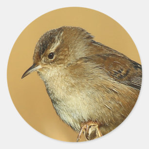 Profil einer Marshierwren Runder Aufkleber