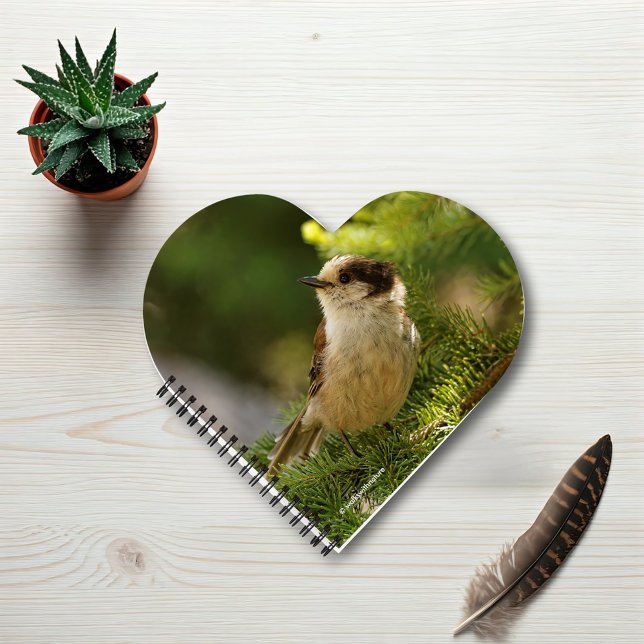 Profil einer Niedlichen grauen Jay / Whiskeyjack Notizbuch (Cute Whiskeyjack Grey Jay in the Fir Journal Cover Photo)