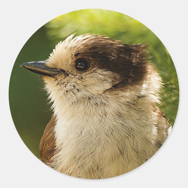 Profil einer Niedlichen grauen Jay / Whiskeyjack Runder Aufkleber (Vorderseite)