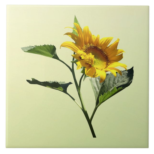 Profil einer Sonnenblumenzange Fliese (Vorderseite)