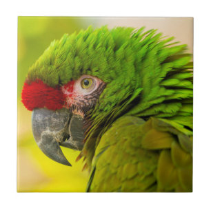 Profil eines Aras im Santa Barbara Zoo Fliese