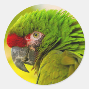 Profil eines Aras im Santa Barbara Zoo Runder Aufkleber