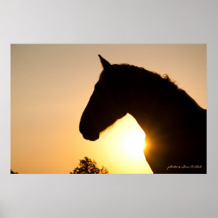 Profil eines belgischen Pferdesatzes Poster