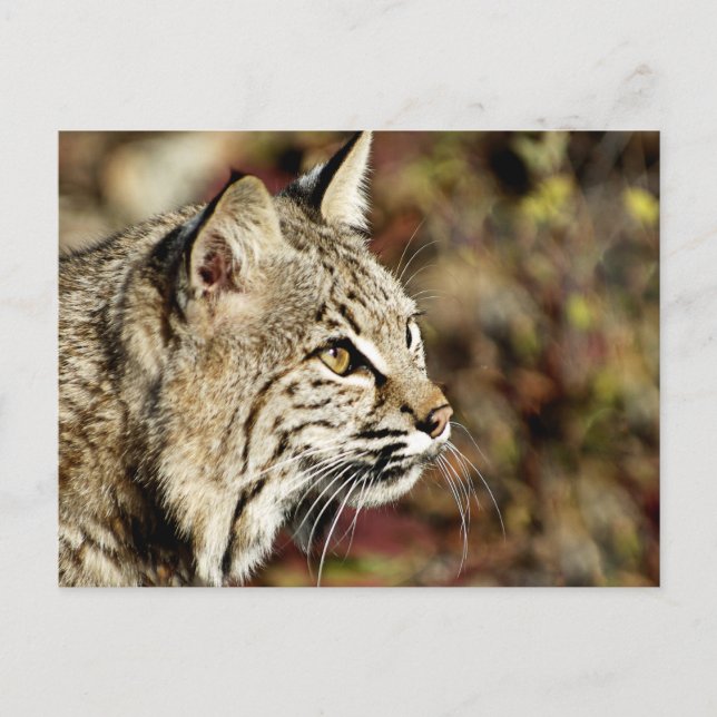 Profil eines Bobcat Postkarte (Vorderseite)