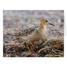Profil eines Buff-Breasted Sandpipers am Strand