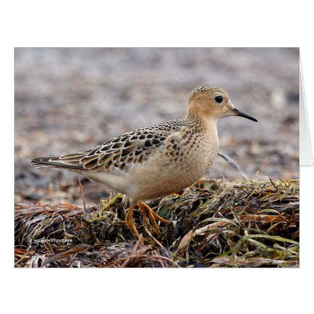 Profil eines Buff-Breasted Sandpipers am Strand (Vorderseite (Horizontal))