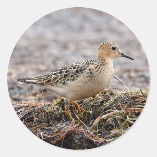 Profil eines Buff-Breasted Sandpipers am Strand Runder Aufkleber (Vorderseite)