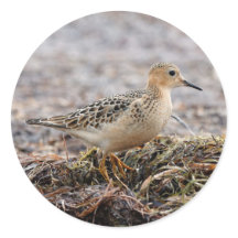 Profil eines Buff-Breasted Sandpipers am Strand