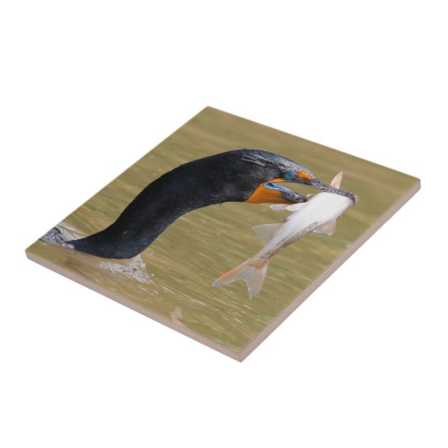 Profil eines erwachsenen, doppelkreierten Kormoran Fliese (Seite)