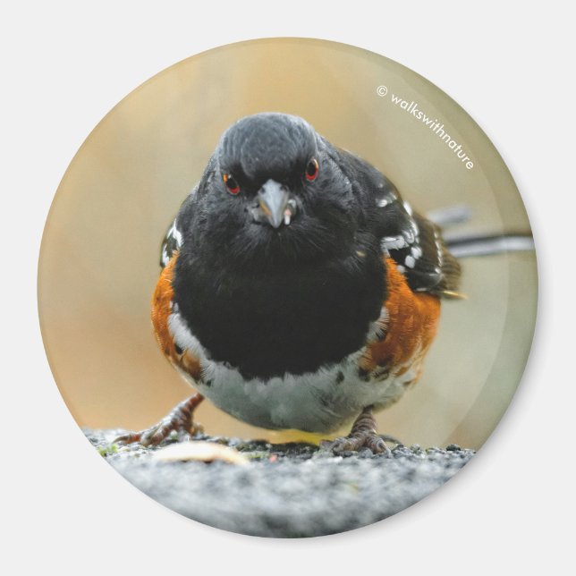 Profil eines Gepunkteten Zahnrads Magnet (Vorne)