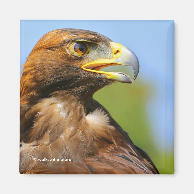 Profil eines Goldenen Adlers in der Sommersonne Magnet (Vorne)