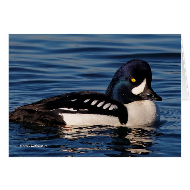 Profil eines Goldeneye (Vorderseite (Horizontal))