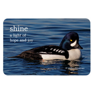 Profil eines Goldeneye Magnet