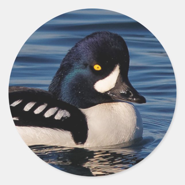 Profil eines Goldeneye Runder Aufkleber (Vorderseite)