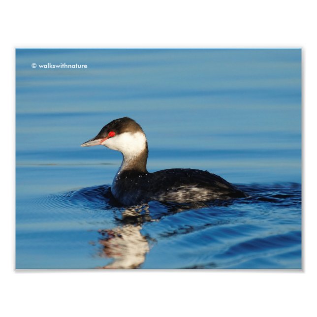Profil eines Horned Grebe Fotodruck (Vorne)