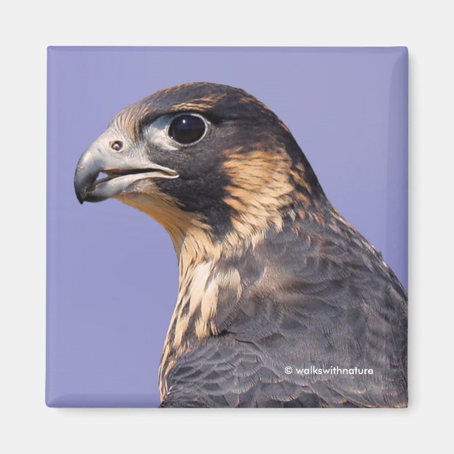 Profil eines juvenilen Peregrine-Falken Magnet (Vorne)