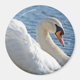 Profil eines Mute Swans Magnet