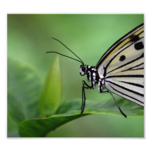 Profil eines Papierkites Fotodruck