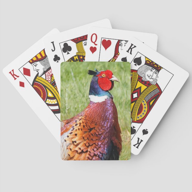 Profil eines Ring-Necked Pheasant Spielkarten (Rückseite)