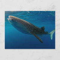 Profil eines Walhais, Indonesien