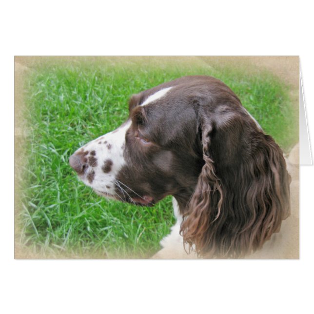 Profil espagnol Springer anglais personnalisé (Devant Horizontal)