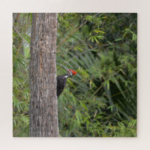Profil Florida Specht Naturfoto