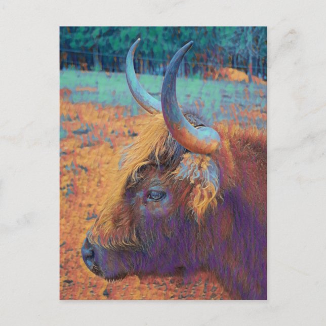 Profil Highland Cow Postkarte (Vorderseite)