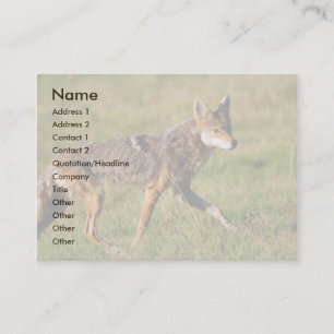 profil ou carte de visite, coyote