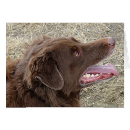 Profil P4 Flatlandersam