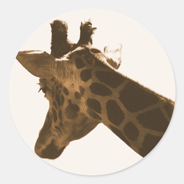 Profil Reticulate Giraffe Runder Aufkleber (Vorderseite)