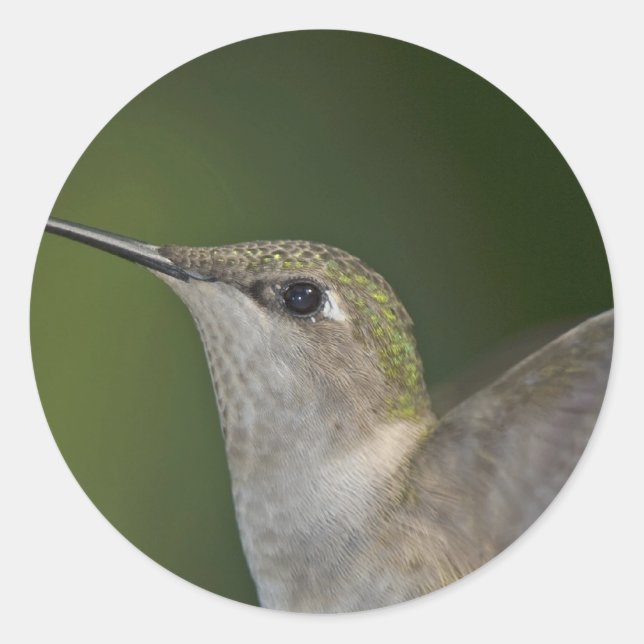 Profil Runder Aufkleber (Vorderseite)