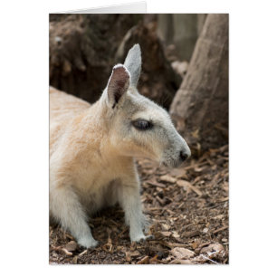 Profil Wallaby