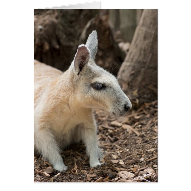 Profil Wallaby (Devant)