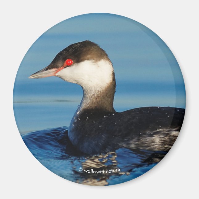 Profile of a Horned Grebe Magnet (Vorne)