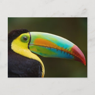 Profile of a Keel-billed Toucan Postkarte