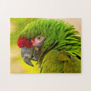 Profile of macaw at Santa Barbara Zoo