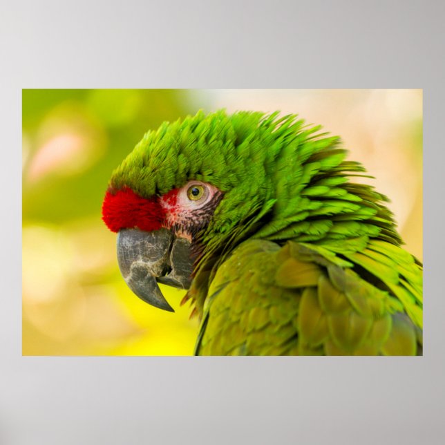 Profile of macaw at Santa Barbara Zoo Poster (Vorne)